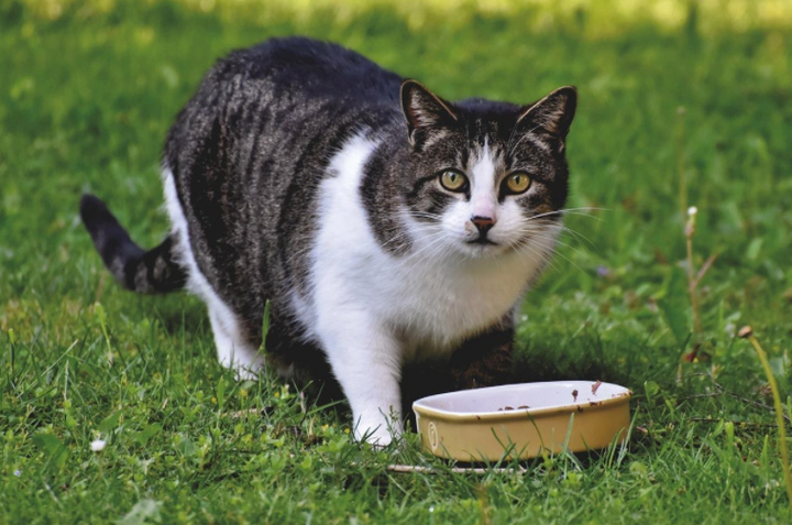 cat not eating from bowl in grass 